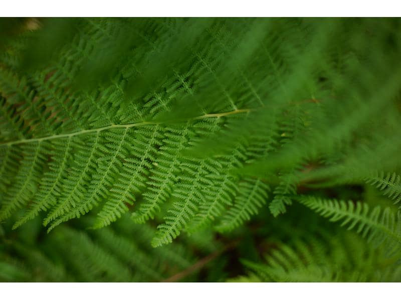 Sigma Festbrennweite 24mm F1.4 DG DN – Sony E-Mount