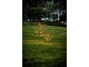 Star Trading Baum Reedy, 1.8 m, Schwarz, 480 LED