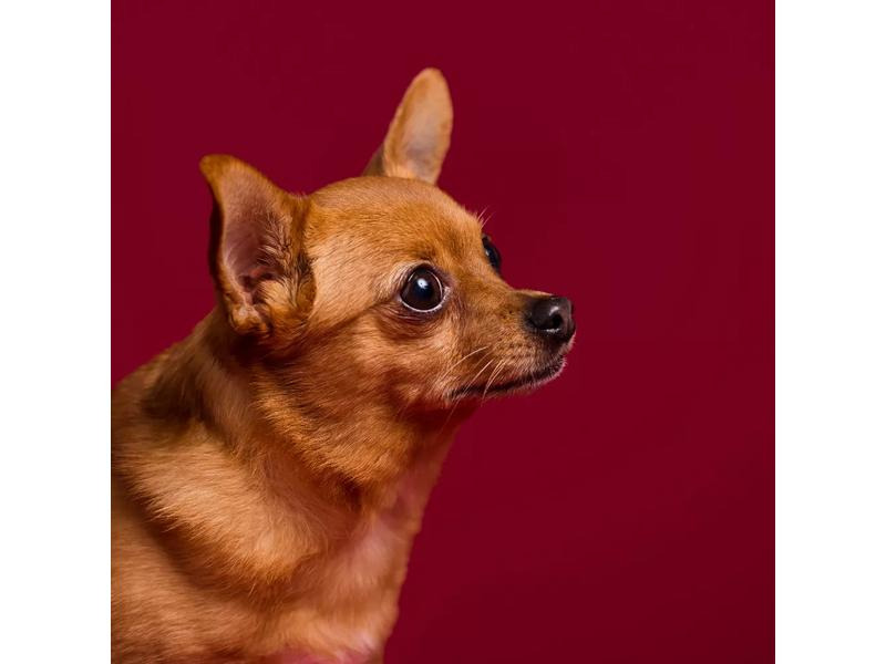 Savage Hintergrund Papier 2.72 x 11m Crimson