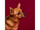 Savage Hintergrund Papier 2.72 x 11m Crimson