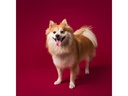 Savage Hintergrund Papier 2.72 x 11m Crimson
