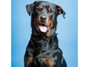 Savage Hintergrund Papier 2.72 x 11m Gulf Blue