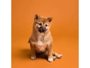 Savage Hintergrund Papier 2.72 x 11m Sienna