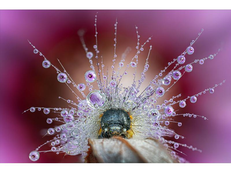 Venus Optic Festbrennweite Laowa 58mm f/2.8X Ultra Macro APO – Nikon Z