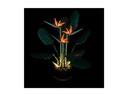 Light My Bricks LED-Licht-Set für LEGO® Paradiesvogelblume 10289