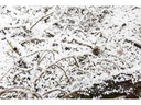 BeamZ Pro Schneemaschine SNOW5000