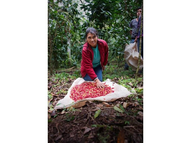 Vicafe Kaffeebohnen Bio Aprolma Frauenkooperative 350 g