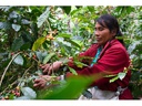 Vicafe Kaffeebohnen Bio Aprolma Frauenkooperative 350 g