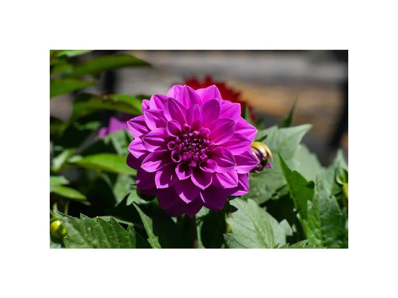 7Artisans Festbrennweite 55mm F/1.4 Mark II – Fujifilm X-Mount