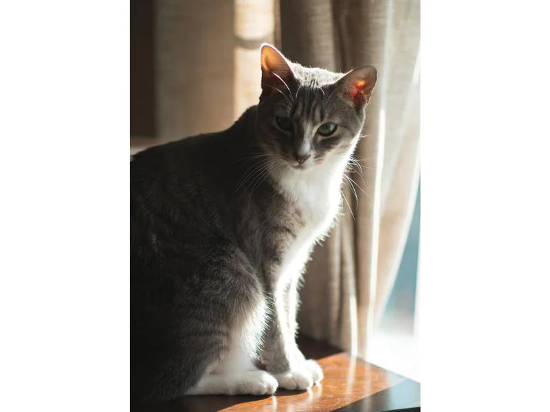 7Artisans Festbrennweite 55mm F/1.4 Mark II – Nikon Z