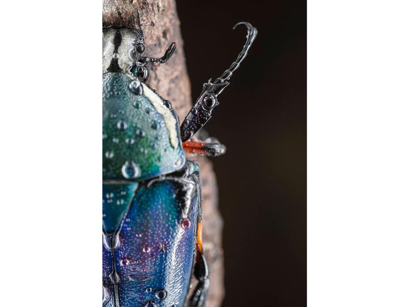 7Artisans Festbrennweite 60mm F/2.8 Mark II – Nikon Z