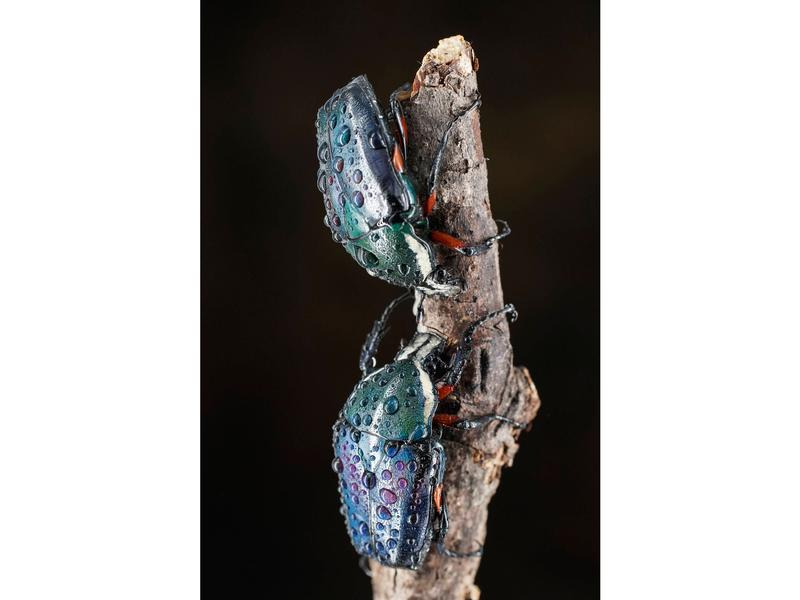 7Artisans Festbrennweite 60mm F/2.8 Mark II – Sony E-Mount