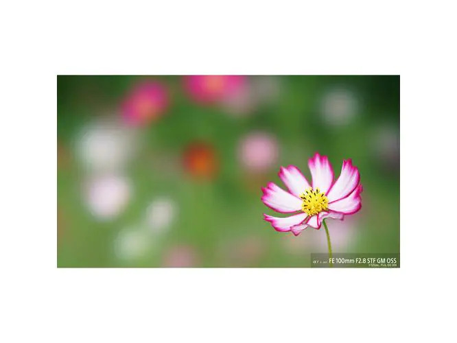 Sony Festbrennweite FE 100 mm F/2.8 STF GM OSS