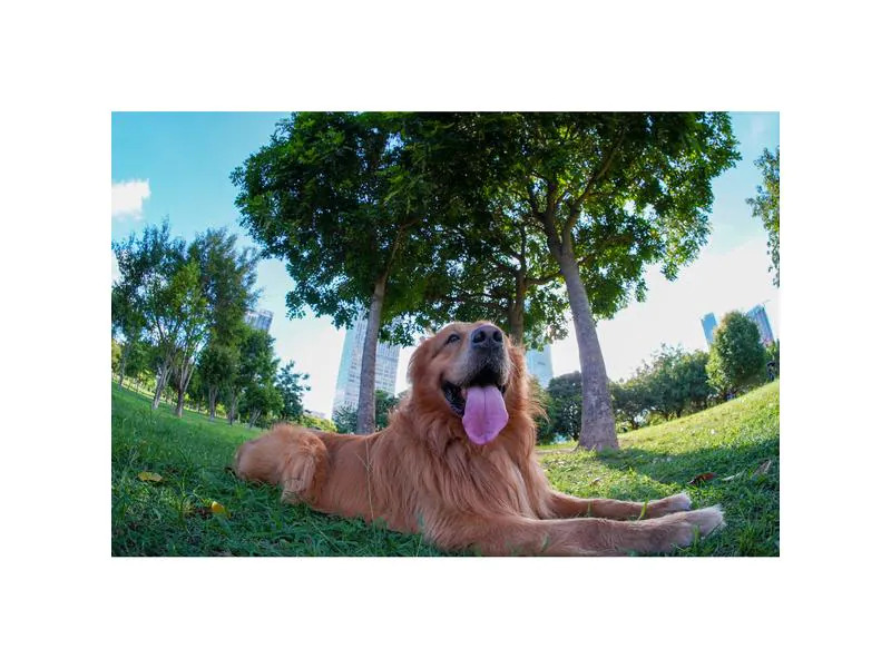 TTArtisan Festbrennweite 7.5 mm F2.0 Fisheye