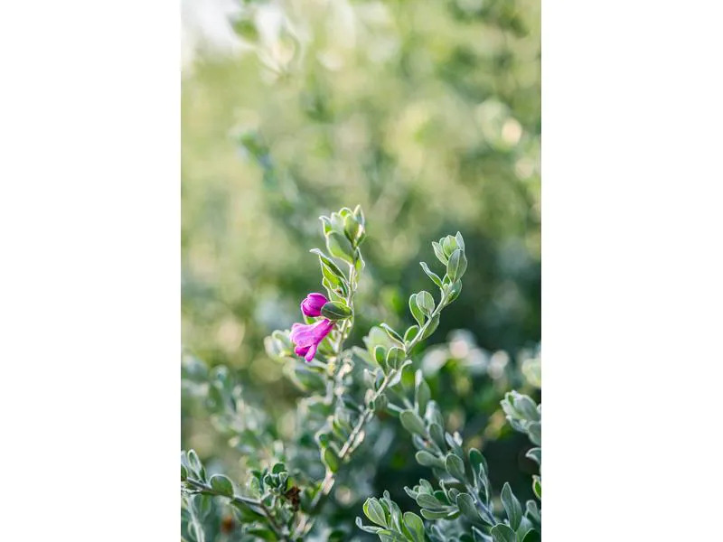 Viltrox Festbrennweite AF 85 mm F/1.8 Mark II