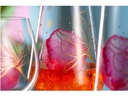 Leonardo Universal Weinglas Presente 200 ml, 1 Stück, Transparent