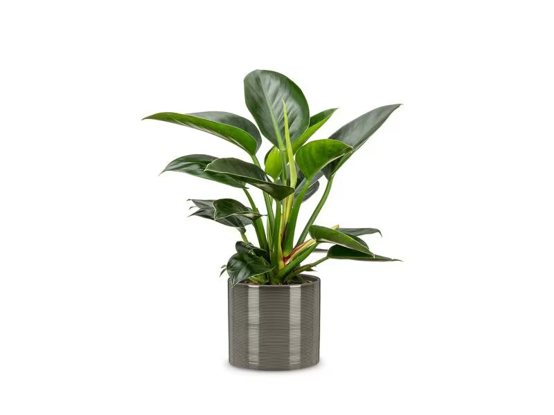 scheurich Blumentopf Glass 28 cm, Grau