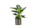 scheurich Blumentopf Glass 28 cm, Grau