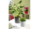scheurich Blumentopf Glass 28 cm, Grau