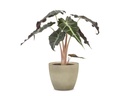 scheurich Blumentopf Stone 25 cm, Taupe