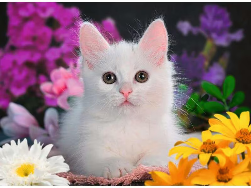 Ravensburger Puzzle Glitzerkatze