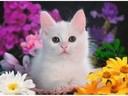 Ravensburger Puzzle Glitzerkatze