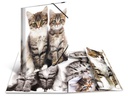 HERMA Gummibandmappe A4 Katzen, Polypropylen, mit Innendruck