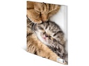 HERMA Gummibandmappe A4 Katzen, Polypropylen, mit Innendruck