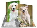 HERMA Gummibandmappe A4 Hunde, Polypropylen, mit Innendruck