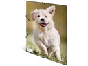 HERMA Gummibandmappe A4 Hunde, Polypropylen, mit Innendruck