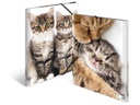 HERMA Gummibandmappe A3 Katzen, Polypropylen, mit Innendruck