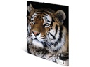 HERMA Gummibandmappe A4 Leopard, Polypropylen, mit Innendruck