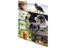 HERMA Gummibandmappe A3 Hunde, Karton, mit Innendruck