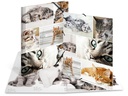 HERMA Gummibandmappe A4 Katzen, Karton, mit Innendruck