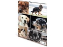 HERMA Gummibandmappe A4 Hunde, Karton, mit Innendruck