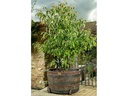 Jardinopia Pflanzentopffüsse Potty Feet Grizzlybär, 3er Set