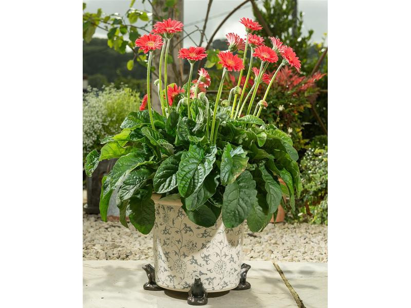 Jardinopia Pflanzentopffüsse Potty Feet Frosch, 3er Set
