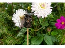 Jardinopia Cane Companions Schmetterling auf Rose