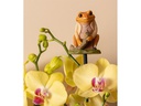 Jardinopia Cane Companions Mr. Jeremy Fisher, Mehrfarbig