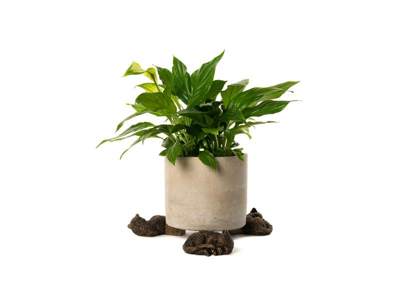 Jardinopia Pflanzentopffüsse Potty Feet Schlafende Katze, 3er Set