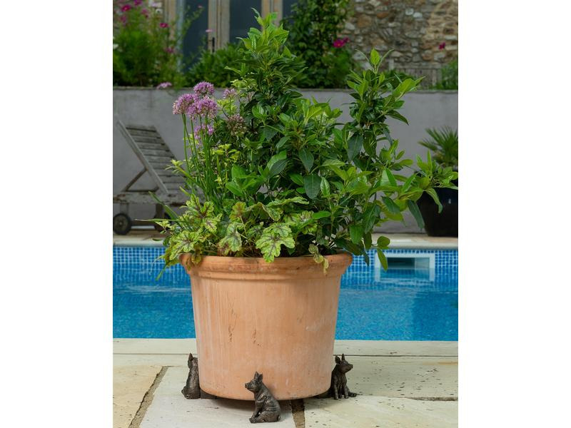 Jardinopia Pflanzentopffüsse Potty Feet Schwein, 3er Set