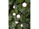 STT LED-Lichterkette Party, 10 LEDs, 3m, Weiss