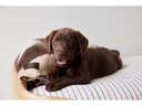 OYOY Hunde-Decke Kaya, L, Choko