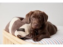 OYOY Hunde-Decke Kaya, L, Choko