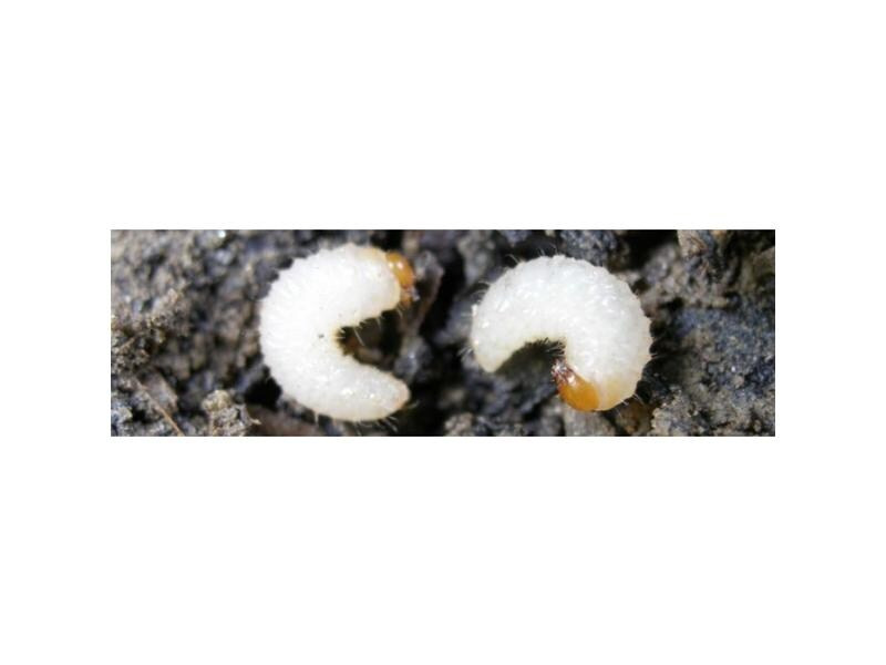 Neudorff Nematoden Gutschein Dickmaulrüssler