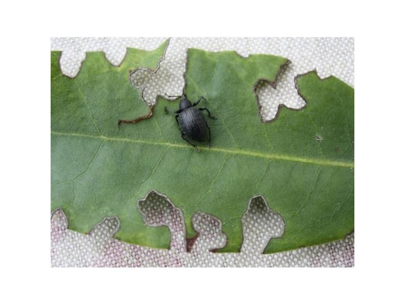 Neudorff Nematoden Gutschein Dickmaulrüssler