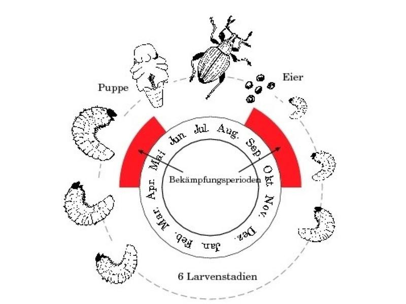 Neudorff Nematoden Gutschein Dickmaulrüssler