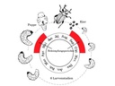 Neudorff Nematoden Gutschein Dickmaulrüssler