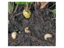 Neudorff Nematoden Gutschein Dickmaulrüssler