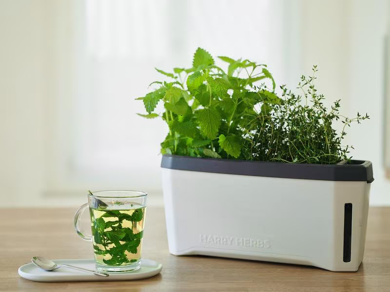 Gusta Garden Kräutertopf HARRY HERBS mit Haube, Weiss